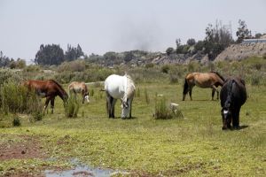 archivo fotografico de felipe garcia 121 121 20241103