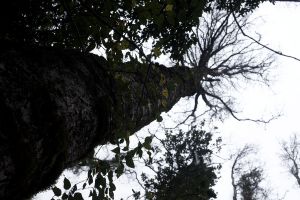 archivo fotografico de felipe garcia 132 132 20241103