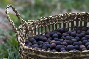 archivo fotografico de felipe garcia 222 222 20241103