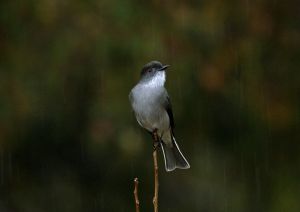 archivo fotografico de felipe garcia 223 223 20241103