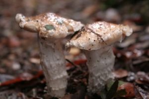 archivo fotografico de felipe garcia 51 51 20241103